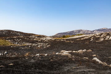 野焼き直後の平尾台　福岡県北九州市