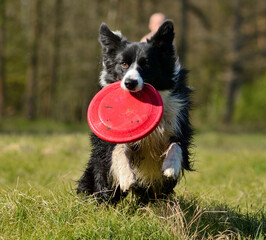 Pies rasy Border Collie z frisbee 