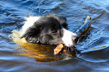 Pies rasy Border Collie w wodzie 