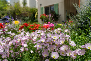 A garden rich in plants and flowers in full bloom