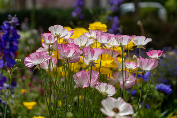 A garden rich in plants and flowers in full bloom
