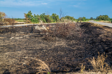 Arbre et terre calciné suite à un incendie dû à la sécheresse.