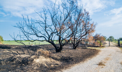 Arbre et terre calciné suite à un incendie dû à la sécheresse. - obrazy, fototapety, plakaty