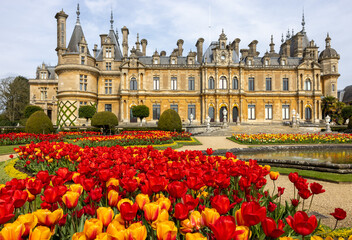 Tulips in the flower beds of the Parterre of the manor in Waddesdon, Buckinghamshire