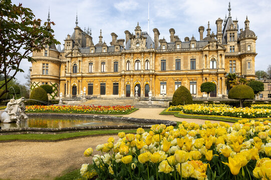 Tulips in the flower beds of the Parterre of the manor in Waddesdon, Buckinghamshire