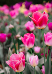 Pink tulips in the flower beds of an English country house.