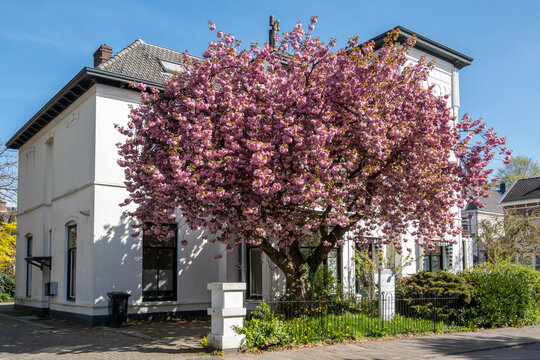 Japanese cherry tree, Prunus serrulata 'Kanzan', blooming with pink flowers in front garden of house, Hilversum, Netherlands