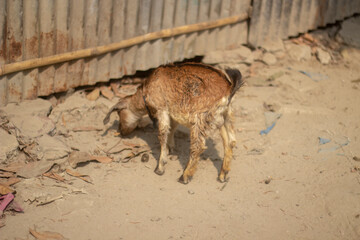 a small goat eatting something from soil