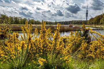 Fototapeta premium Gorse, Ulex europaeus, spiny shrub blooming with yellow flowers at Zanderij Crailo, Hilversum, Netherlands