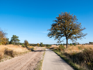 Fototapeta na wymiar Bicycle track and sand path in nature reserve Veluwe, Gelderland, Netherlands