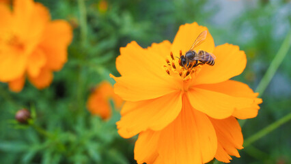 a Bee and Kenikir  Sulfur Flower. Species of Cosmos. Botanical name Cosmos Sulphureus