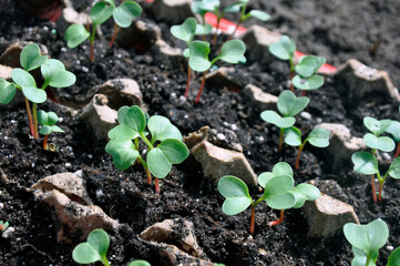 Seedling of radish germinating in the soil.
