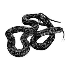 Texas Rat Snake hand drawing vector isolated on background.	