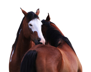 Affectionate horses hugging isolated on a white background.