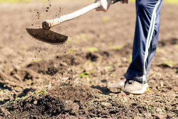 a man is engaged in agriculture, preparing the soil for sowing corn seeds, a spring, warm day, a...