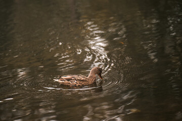 Duck swimming in the pond. Portrait of a water bird.
