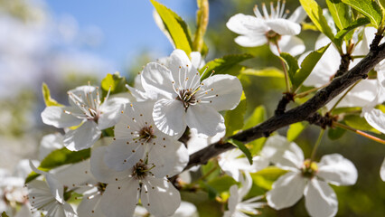 Cherry, apple or plum blossoms in spring. Fruit growing. Horizontal banner