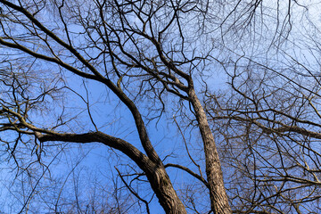 Bare trees in early spring in sunny clear weather