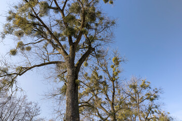 Trees covered with the mistletoe parasite in early spring