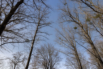 Branches of deciduous trees in the park in spring sunny weather