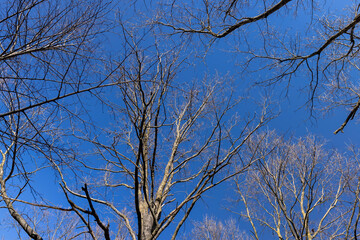 leafless birch trees in sunny weather in spring