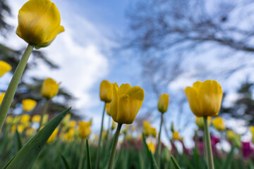 Tulips flower bed, yellow flowers against the sky and trees, spring flowers.