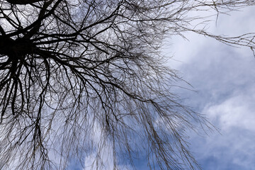 bare willow trees in the spring season in the park