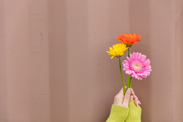 ガーベラを持つ女性の手　African daisy
