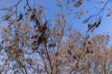 Maple tree branches in the park in spring sunny weather