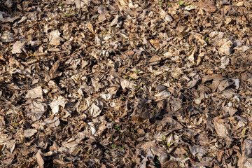 old leaves fallen in autumn on the ground in the spring season