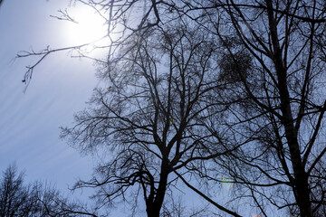 Branches of deciduous trees in the park in spring sunny weather