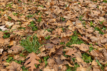 Dull orange foliage on trees in autumn cloudy weather