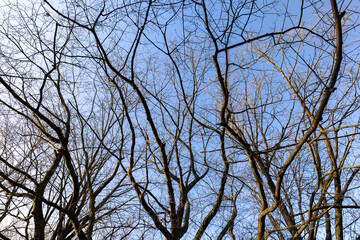 Bare trees in early spring in sunny clear weather