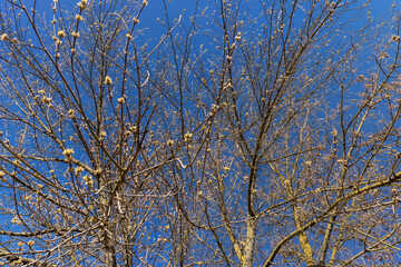Fototapeta na wymiar leafless trees in early spring in sunny weather