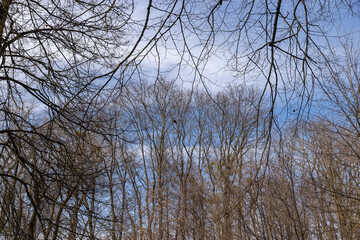 Fototapeta na wymiar Tall deciduous trees in early spring without foliage