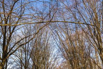 Bare trees in early spring in sunny clear weather