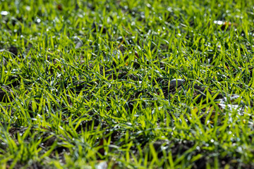 Winter wheat variety covered with dew drops