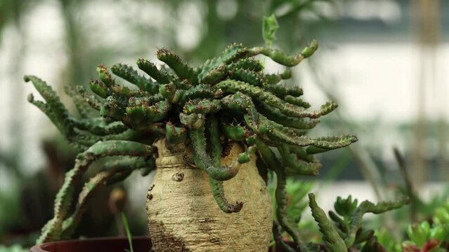 Closer view and left side truck camera movement from an Euphorbia stellata plant.