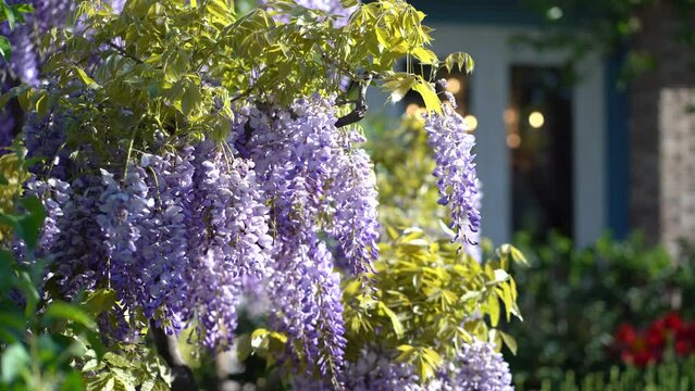 Blooming violet Wisteria Sinensis with scented classic purple flowers in hanging racemes closeup. Garden with wisteria in spring.  Generative AI