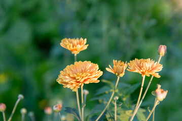 Yellow chrysanthemum bushes in the park. Selective focus on a beautiful bush of blooming flowers and green leaves under sunlight in summer.	