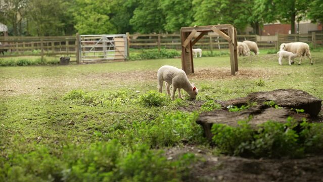 A sheep is eatting grass 