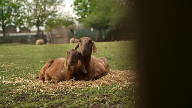 Slow motion revealing shot of 2 goats sitting together on a field  