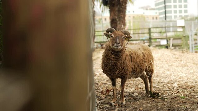 Slow motion shot of a red color sheep chewing its food 