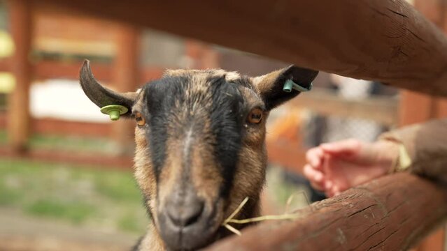 Slow motion close-up of a goat with a peoples hand 