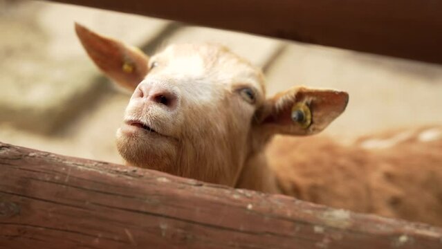 Slow motion close-up shot of a goat