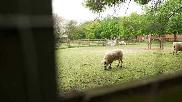 Slow motion reveals a shot of sheep eating grass on a field  