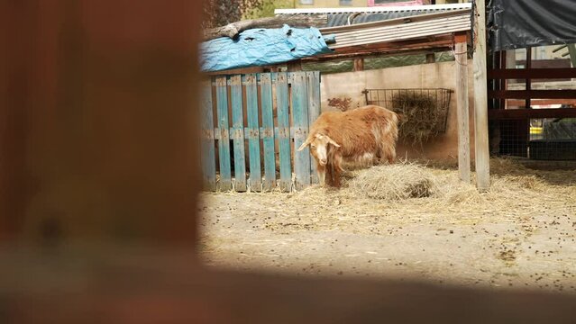 Slow motion shot of a goat on a farm
