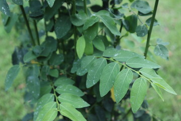 Sauropus androgynus L in the garden
