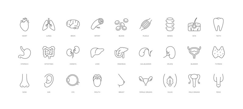 Outline style health care ui icons collection. Vector black linear illustration set. Group of human organ and body parts isolated on white background. Design element for healthcare, science education
