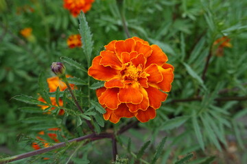 1 double red and yellow flower of Tagetes patula in mid July